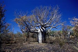 Boab tree Western Australia, Australia By Joanne Lane